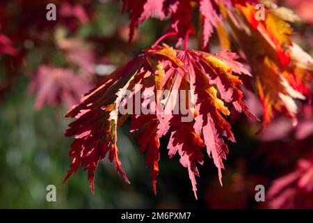 Herbstfarbe des Acer Japonicum Aconitifolium im britischen Garten Oktober Stockfoto