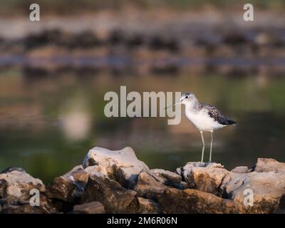 Green Sandpiper (Tringa ochropus) ist ein kleiner Wader Shorebird der Alten Welt. Vogelwaten im seichten Wasser des Feuchtgebiets während Mi Stockfoto