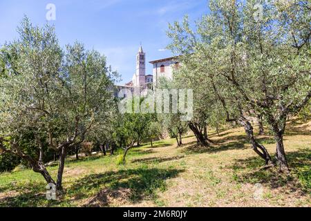 Olivenbäume in Assisi Dorf in Umbrien, Italien. Die Stadt ist berühmt für die wichtigste italienische Basilika, die dem Heiligen gewidmet ist Stockfoto