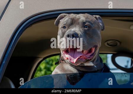 Der Hund. Der Amerikanische Bully Stockfoto