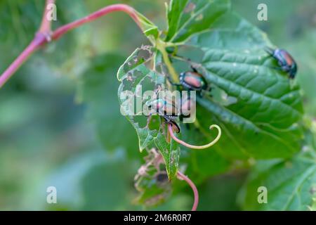 Japanischer Käfer (Popillia japonica) Stockfoto