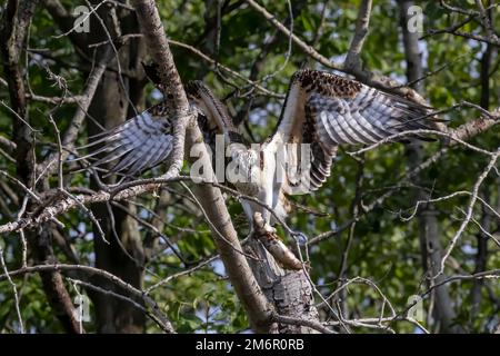 Westliche Fischadler (Pandion haliaetus) mit gefangenen Fischen Stockfoto