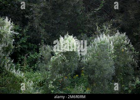 Trivialname Wildgurke (Echinocystis lobata) Stockfoto