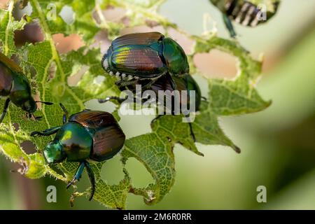 Japanischer Käfer (Popillia japonica) Stockfoto