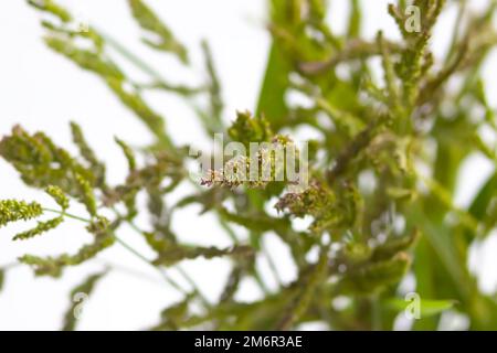 Ein Strauß Sommerwildblumen. Blumenzusammensetzung. Stockfoto