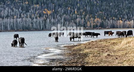 Black Angus 'Bos' Rinder trinken im Fischsee, bereiten sich auf die Abfahrt von Sommerweide vor, weiblich mit Kälbern, jährliche Viehfahrt, frühmorgendliches Licht, Utah. Stockfoto