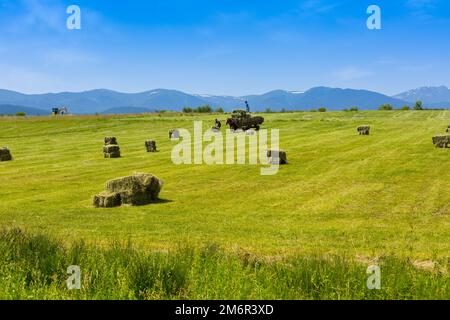 Erntezeit, Heuwürfel auf dem Feld Stockfoto