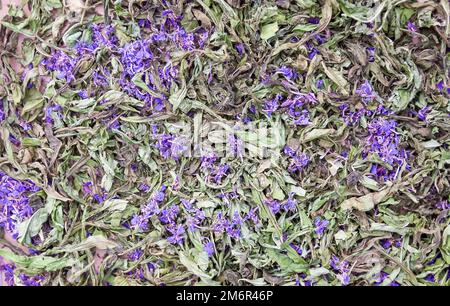 Blühende sally, Epilobium angustifolium Pflanze, Feuerskraut oder Rosebay Willowherb Blumen. Medizinisch getrocknete Pflanzen für kosmetischen oder Kräutertee. Stockfoto