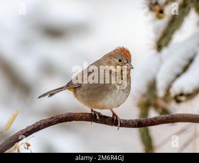 Canyon Towhee mit schneebedecktem Hintergrund Stockfoto