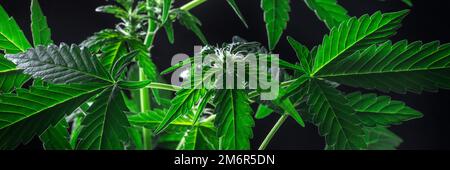 Blühende Cannabispflanzen Panorama, weiße Blumen und lebendige grüne Blätter Stockfoto