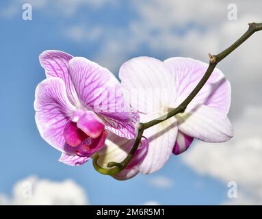Phalaenopsis-Blume (Latin. Phalaenopsis) oder Orchidee (Latin. Orchidaceae) weiß-violette Farbe in Summe Stockfoto