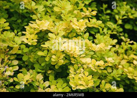 Berberis thunbergii – Japanischer Berberbeerstrauch mit gelbgrünem Laub im Frühjahr Stockfoto