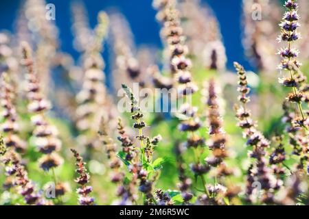 Die Minze, auch bekannt als Minze für den Garten, Minze für Gemeine, Lammminze und Makrelenminze, ist eine Art Minze, Mentha spicata Stockfoto