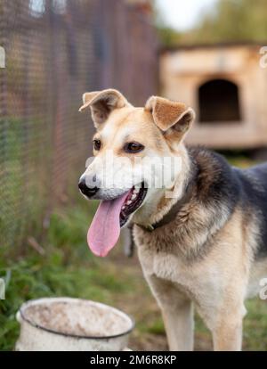 Ein fröhlicher großer Hund mit einer hervorrammenden Kettenzunge. Stockfoto