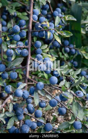 Prunus spinosa Beeren im Sommer. Schlehdorn oder Schlehe bläuliche Früchte wachsen auf dem Baum. Stockfoto