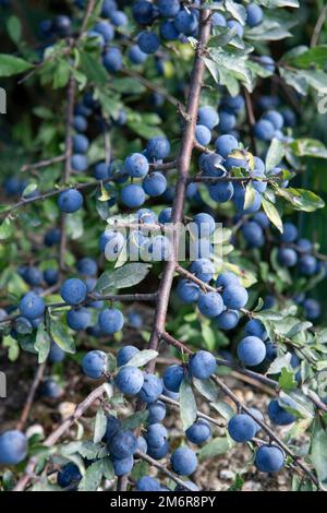 Prunus spinosa Beeren im Sommer. Schlehdorn oder Schlehe bläuliche Früchte wachsen auf dem Baum. Stockfoto