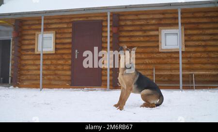 Osteuropäischer Schäferhund. Junger, energiegeladener, verängstigter Hund läuft im Wald. Harmonische Beziehung zum Hund: Psychische Gesundheit, Erziehung und Training Stockfoto
