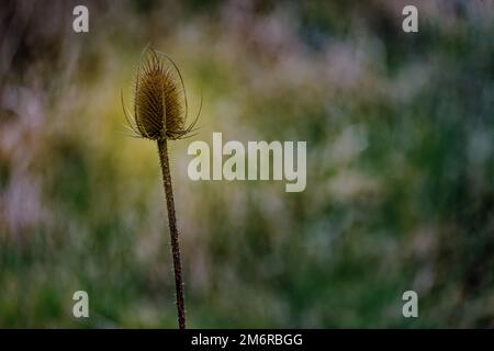 Solitärer Teaselsaatkopf (Dipsacus fullonum) auf einem langen Stiel Stockfoto