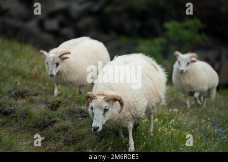 Isländische Schafe, die in den Hügeln Islands umherstreifen Stockfoto