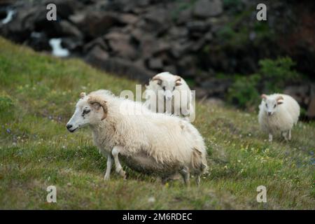 Isländische Schafe, die in den Hügeln Islands umherstreifen Stockfoto