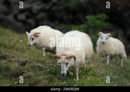 Isländische Schafe, die in den Hügeln Islands umherstreifen Stockfoto