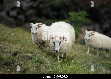 Isländische Schafe, die in den Hügeln Islands umherstreifen Stockfoto