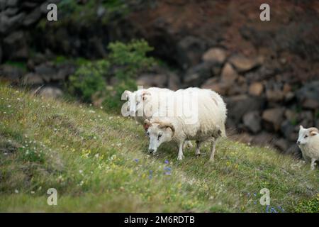 Isländische Schafe, die in den Hügeln Islands umherstreifen Stockfoto