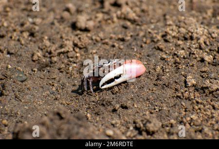 Fiddler Crab (Uca sp.) Stockfoto