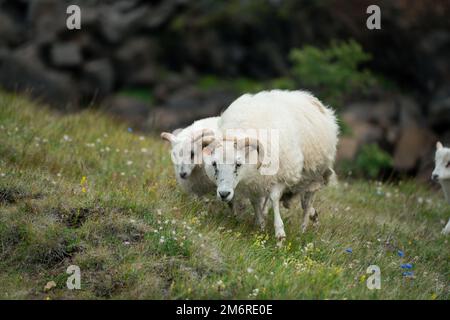 Isländische Schafe, die in den Hügeln Islands umherstreifen Stockfoto