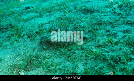 Die Nahaufnahme der Flunder liegt auf grünem Seegras. Leopardenflunder (Bothus pantherinus) oder Pantherflunder. Rotes Meer, Ägypten Stockfoto