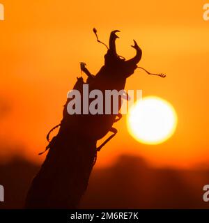 Hirschkäfer (Lucanus cervus), männlich auf Ast vor rotem Himmel, Sonnenuntergang, Biosphärengebiet, Schwäbische Alb, Baden-Württemberg, Deutschland Stockfoto