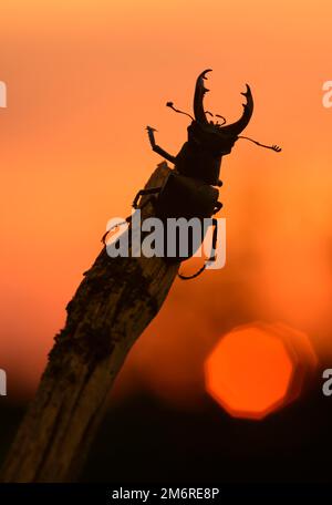 Hirschkäfer (Lucanus cervus), männlich auf Ast vor rotem Himmel, Sonnenuntergang, Biosphärengebiet, Schwäbische Alb, Baden-Württemberg, Deutschland Stockfoto