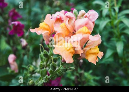 Snapdragon Antirrhinum majus blüht in der Nähe des Gartens Stockfoto