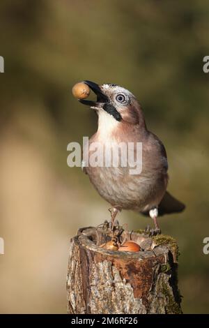 Eurasischer jay (Garrulus glandarius) mit Eichel im Schnabel, Allgaeu, Bayern, Deutschland Stockfoto