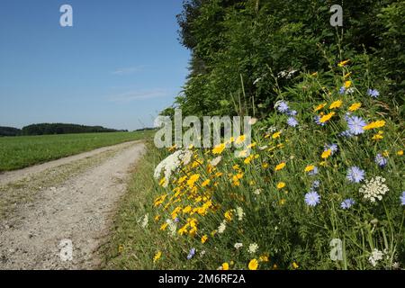Blühende Sommerblumen am Wegesrand, blaue Zichorie (Cichorium intybus) und gelbe Wiese Schwarzwurzeln (Tragopogon pratensis) Allgaeu, Bayern Stockfoto