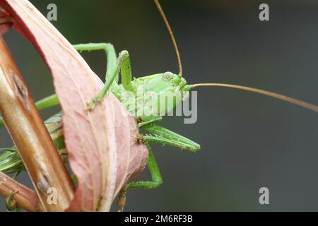 Bush-Cricket (Tettigonioidea), Grüngrashüpfer-Porträt, Allgaeu, Bayern, Deutschland Stockfoto