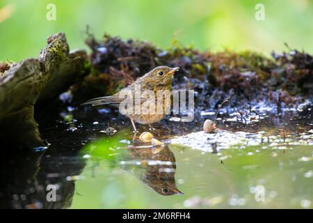 Europäischer Rotkehlchen (Erithacus rubecula) Jungvogel, Deutschland Stockfoto