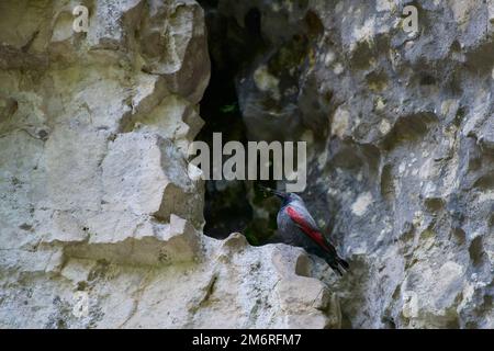 Wallcreeper (Tichodroma muraria) ruht auf Klippen in einem natürlichen Lebensraum. Stockfoto