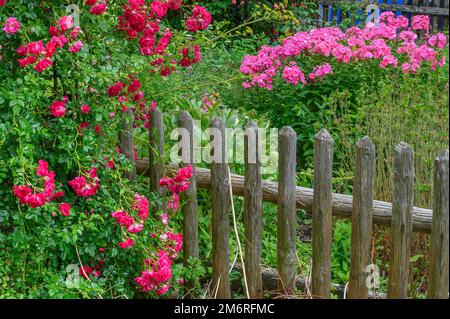 Holzzaun mit Strauchrose (Rosa) und Hochganzjähriger Phlox (Phlox paniculata), Hindelang, Allgaeu, Bayern, Deutschland Stockfoto