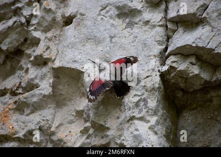 Wallcreeper (Tichodroma muraria) ruht auf Klippen in einem natürlichen Lebensraum. Weiblich. Stockfoto