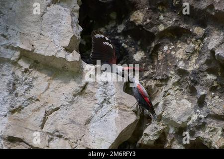 Wallcreeper (Tichodroma muraria) ruht auf Klippen in einem natürlichen Lebensraum. Männerfütterung weiblich im Nest. Stockfoto