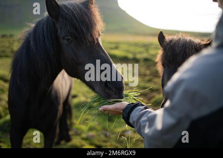 Die Fütterung isländischer Pferde auf der Pferdefarm Berg in Island Stockfoto