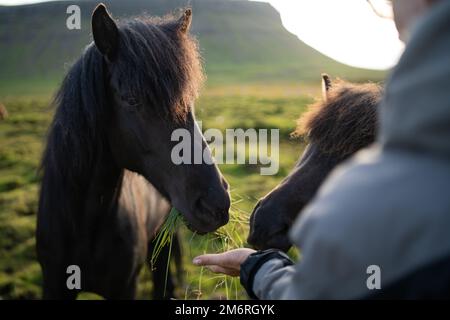 Die Fütterung isländischer Pferde auf der Pferdefarm Berg in Island Stockfoto