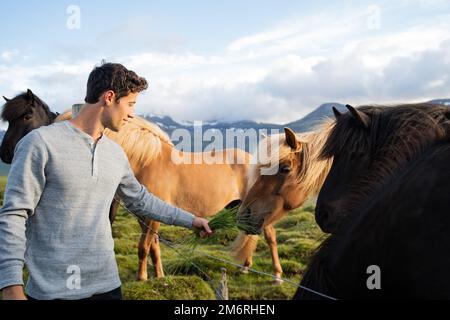 Die Fütterung isländischer Pferde auf der Pferdefarm Berg in Island Stockfoto