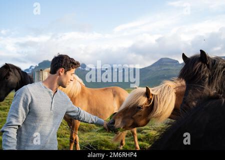 Die Fütterung isländischer Pferde auf der Pferdefarm Berg in Island Stockfoto