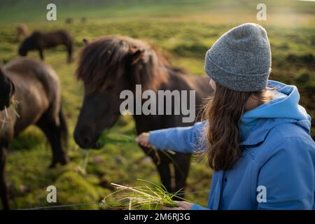 Die Fütterung isländischer Pferde auf der Pferdefarm Berg in Island Stockfoto