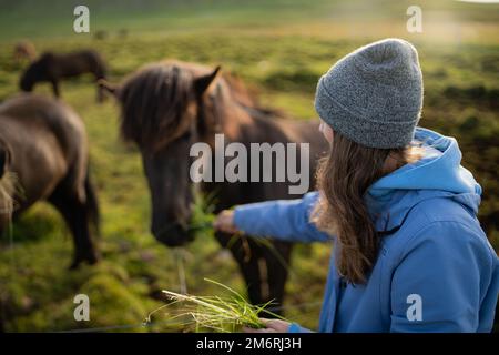 Die Fütterung isländischer Pferde auf der Pferdefarm Berg in Island Stockfoto