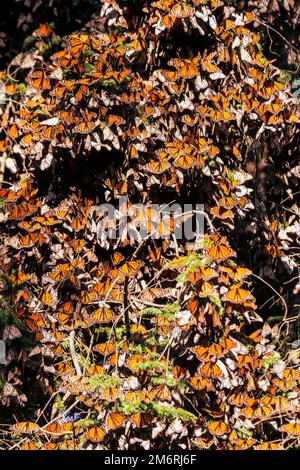 Millionen von Schmetterlingen bedecken Bäume im UNESCO-Weltkulturerbe Monarch Butterfly Biosphere Reserve, El Rosario, Michoacan, Mexiko Stockfoto