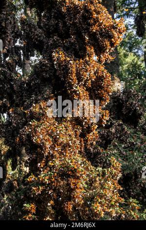 Millionen von Schmetterlingen bedecken Bäume im UNESCO-Weltkulturerbe Monarch Butterfly Biosphere Reserve, El Rosario, Michoacan, Mexiko Stockfoto