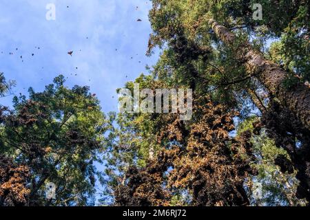 Millionen von Schmetterlingen bedecken Bäume im UNESCO-Weltkulturerbe Monarch Butterfly Biosphere Reserve, El Rosario, Michoacan, Mexiko Stockfoto